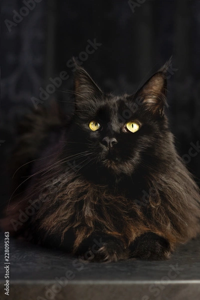 Obraz Schwarze Langhaarkatze