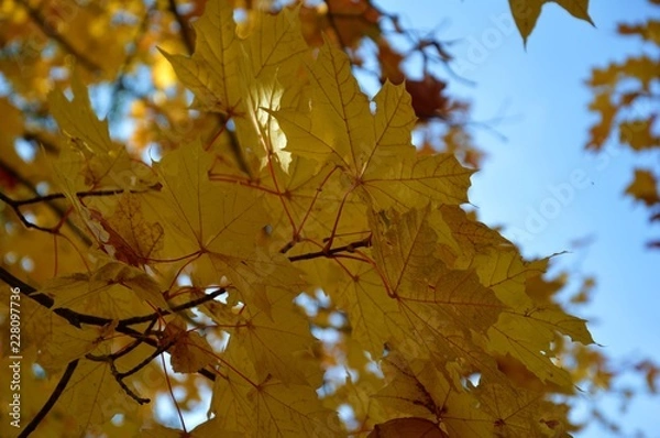 Obraz Осенние мотивы