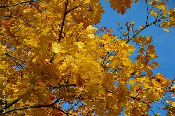 Obraz Осенние мотивы