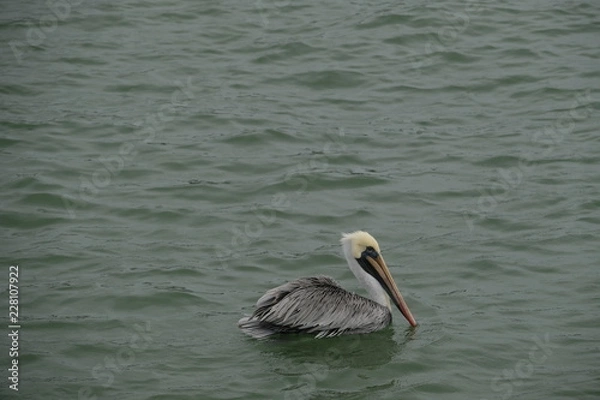 Fototapeta pelican bird ,water bird