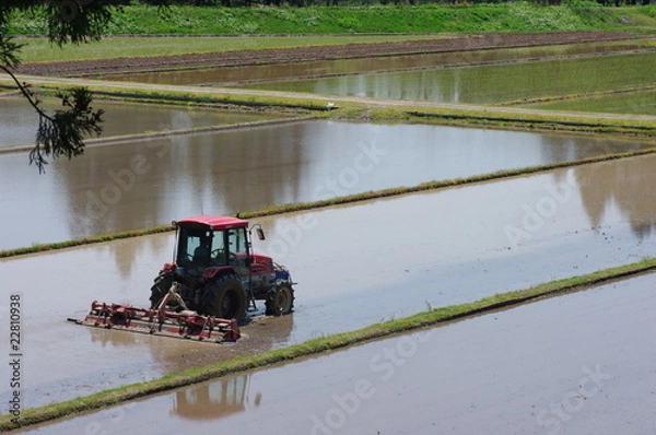 Fototapeta 代掻き