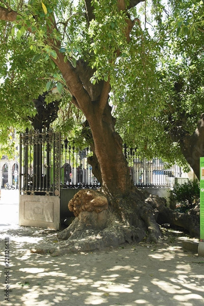 Fototapeta old tree in the park