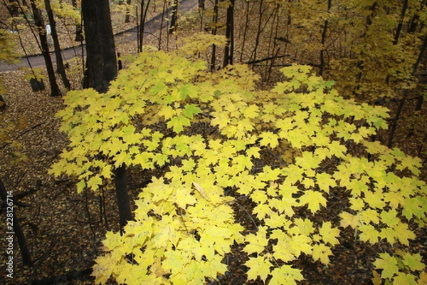 Obraz fall, autumn, apples, orchard, red, gold, golden, leaves, pumpkins, orange