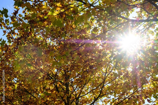 Obraz Sonnenstrahlen durch Herbstblätter