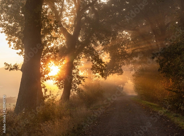 Fototapeta Autum Sun