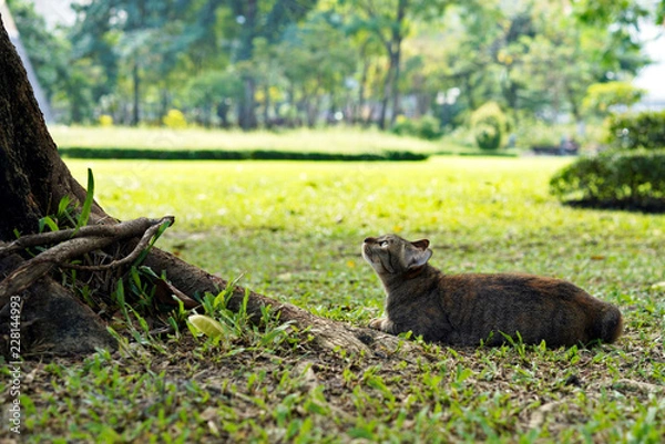 Obraz A cat is chasing a squirrel in a park