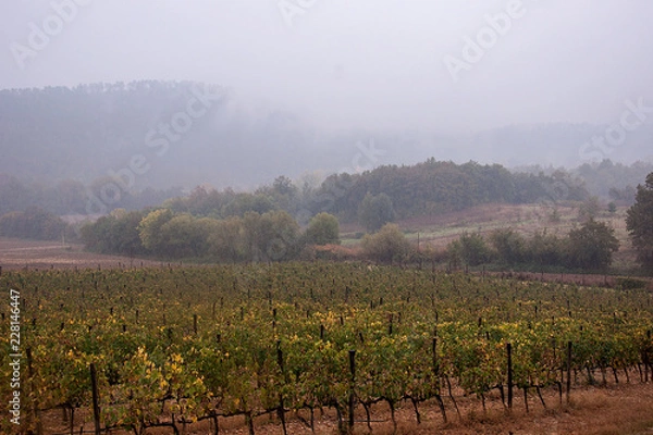 Obraz Vigne in autunno