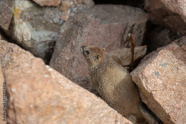 Fototapeta Yellow Bellied Marmot playing in the rocks in the Colorado Rockies in Summer