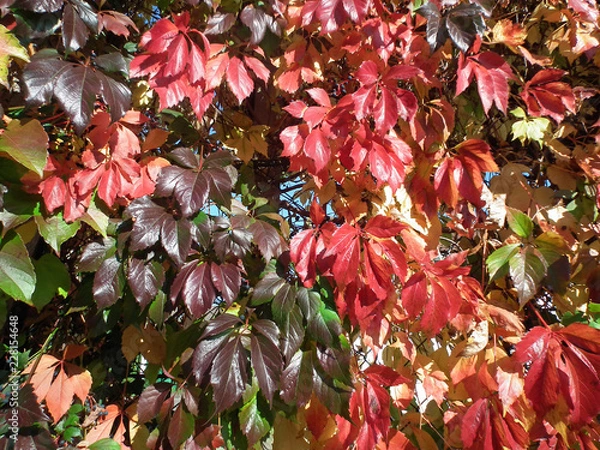 Obraz rote herbstblätter