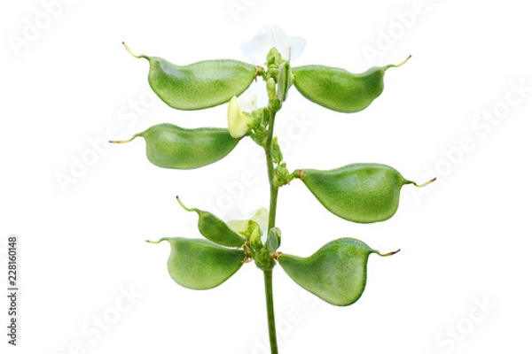 Obraz Lablab on white background.