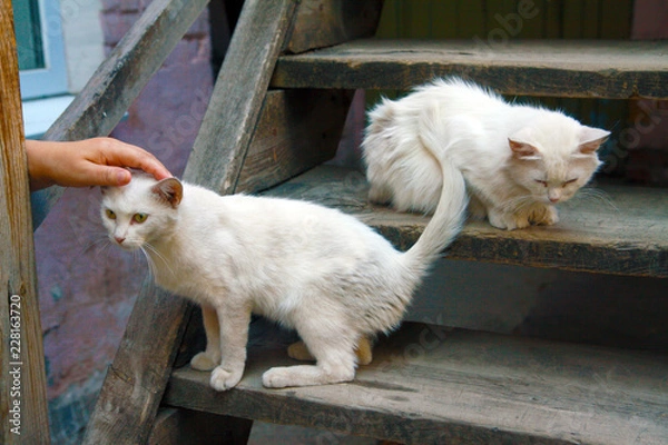 Obraz kitty