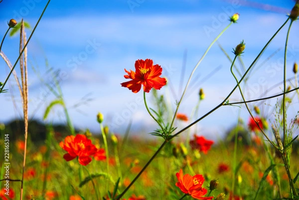 Obraz キバナコスモスと空と