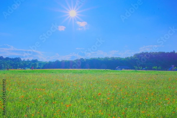 Obraz 輝きに照らされて