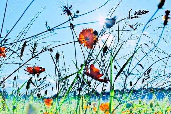 Obraz 透き通るほどに