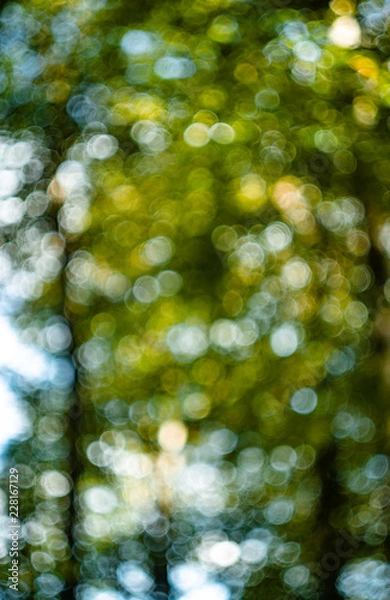 Obraz bokeh forest tree