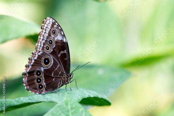Fototapeta Morpho peleides