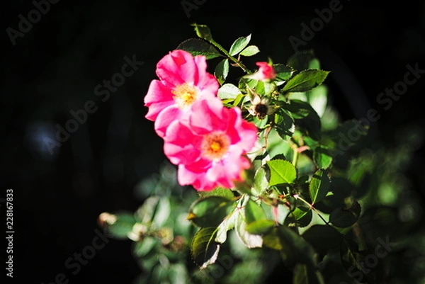 Obraz ひっそりと寄り添いながら