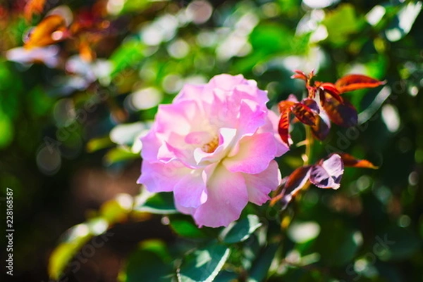 Obraz ひっそりと、艶やかに、咲く