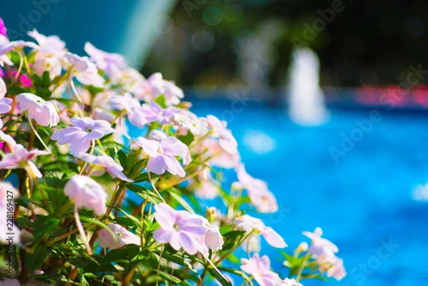 Obraz 薄桃色に映える