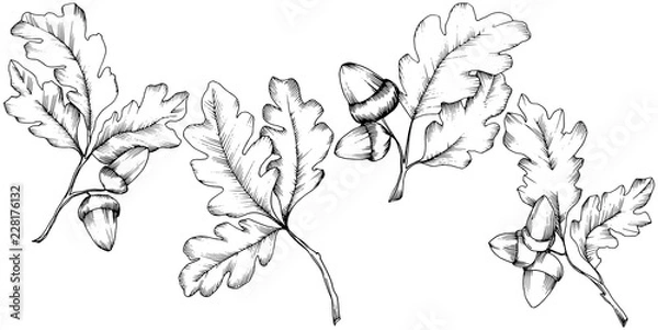 Obraz Vector autumn oak leaves. Leaf plant botanical garden floral foliage. Isolated illustration element. Vector leaf for background, texture, wrapper pattern, frame or border.