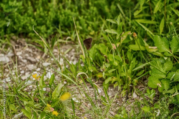 Fototapeta Blaukernauge