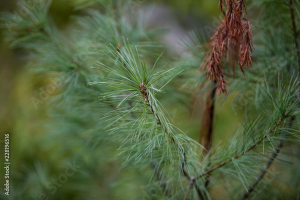 Obraz Fir Needles