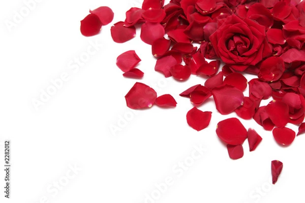 Obraz czerwone róże