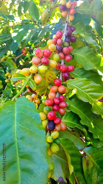 Obraz Coffee Beans