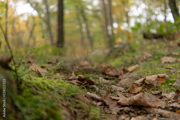 Obraz Close Up Forest Ground