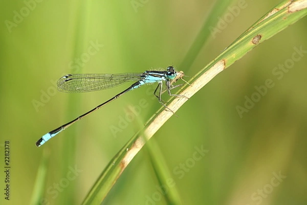 Obraz dragonfly eats grass hopper