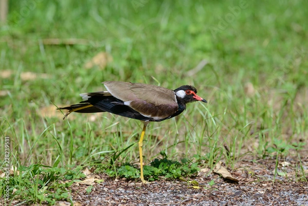 Fototapeta Red-wattled lapwing is an Asian lapwing or large plover, a wader in the family Charadriidae. 