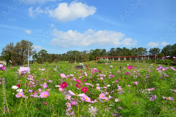 Fototapeta 秋の青空の下でコスモスが咲き誇っている公園の風景