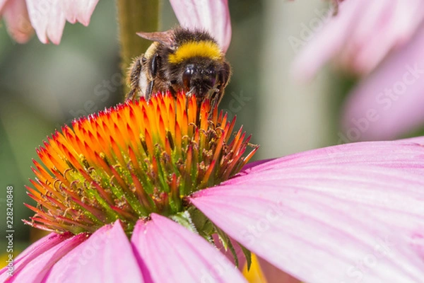 Fototapeta großaufnahme einer Blüte des Sonnenhutes in Pink mit Biene