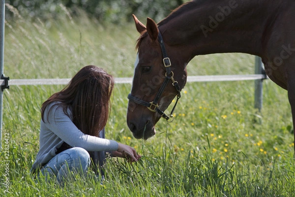 Obraz Cavallo al paddock 25
