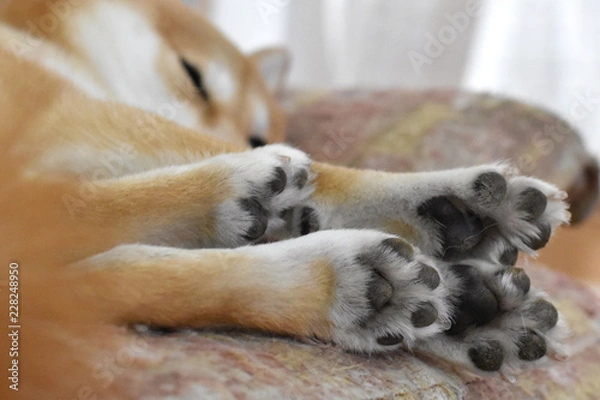 Obraz 柴犬・肉球集合