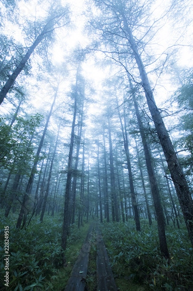 Fototapeta 霧の森