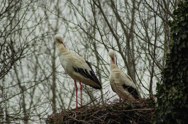 Fototapeta cigogne