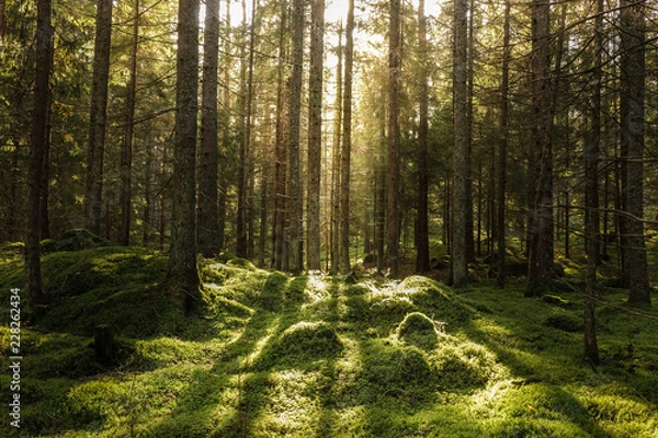 Fototapeta Coniferous forest, ground covered of green moss. Backlit trees. Mystic atmosphere.