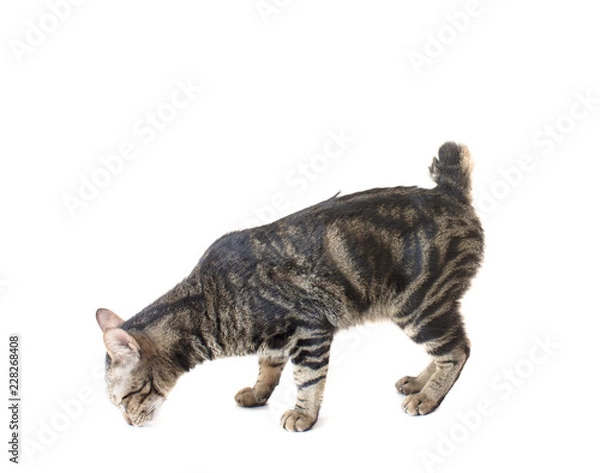 Fototapeta Thai American shorthair bobtail cat sniffing and smell the floor isolated background.