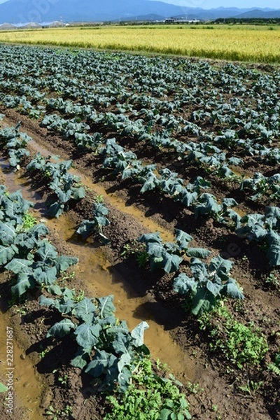 Fototapeta ブロッコリー畑