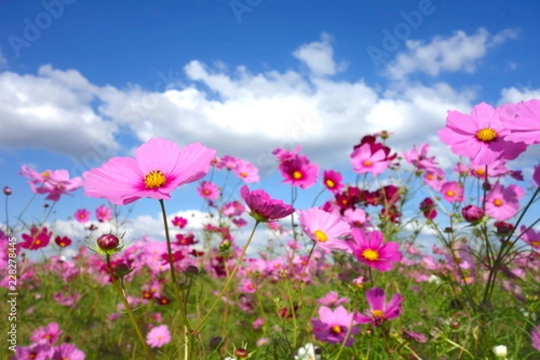 Fototapeta コスモス