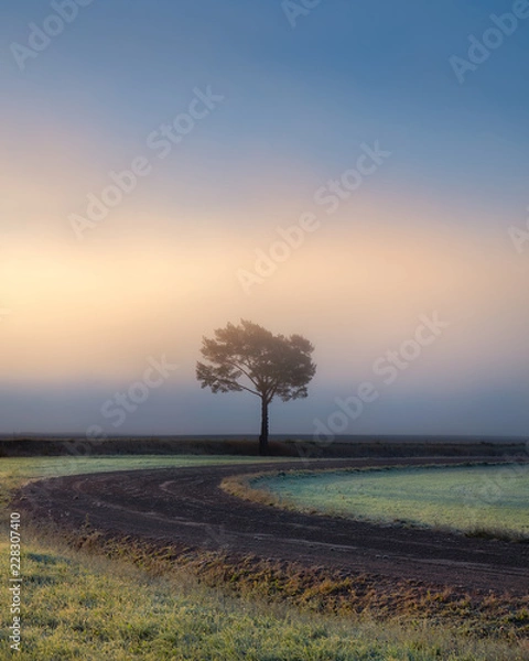Fototapeta Lonely tree against a blue sky at sunrise. Autumn landscape with a lone tree with foggy in Finland