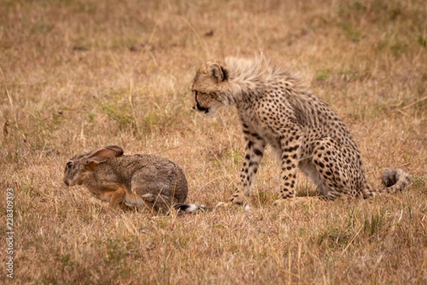 Obraz Młody gepard patrzy, jak szoruje zająca w trawie