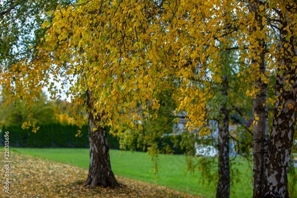 Fototapeta Fall in the park