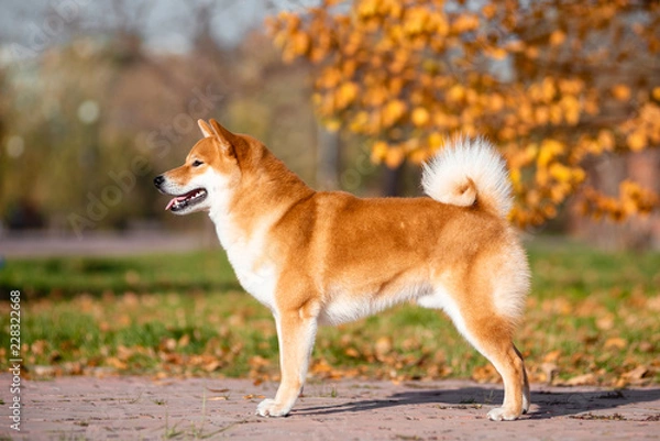 Fototapeta Dog breed Shiba inu in the autumn Park is under the birch.