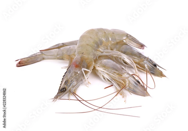 Obraz całe świeże krewetki vannamei na białym tle