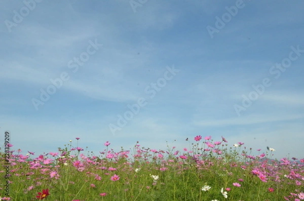 Obraz Flower in Garden