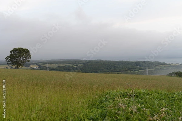 Fototapeta 霧の高原