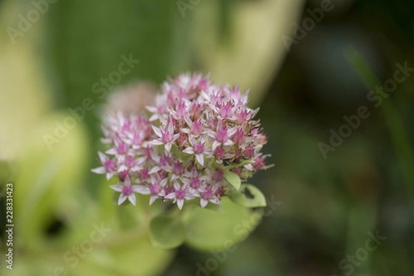 Obraz Sedum
