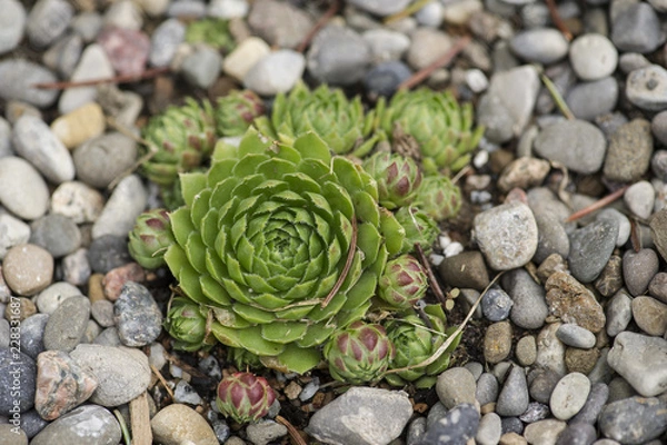 Obraz Hen & Chicks